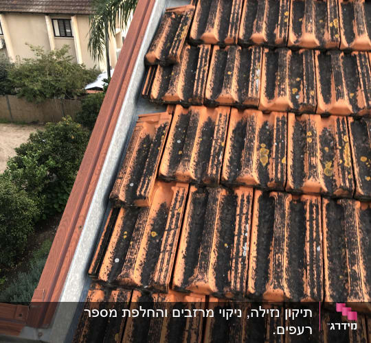 רעפים כתומים עם פטריות על גג